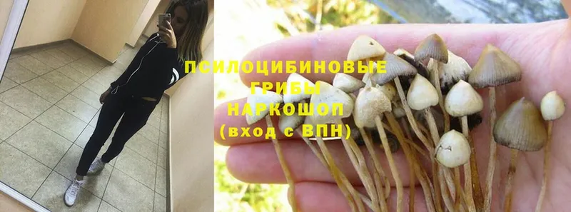 сколько стоит  мега зеркало  Псилоцибиновые грибы Psilocybe  Агрыз 